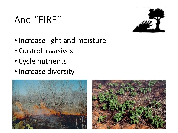 And “FIRE” • Increase light and moisture • Control invasives • Cycle nutrients •