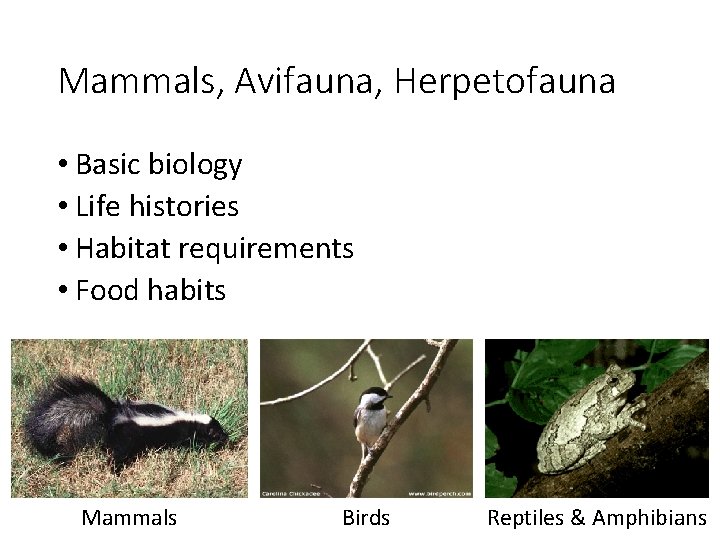 Mammals, Avifauna, Herpetofauna • Basic biology • Life histories • Habitat requirements • Food