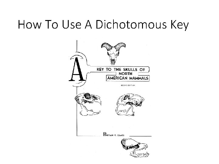 How To Use A Dichotomous Key 