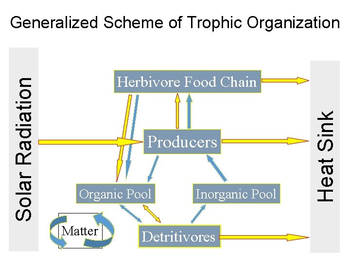 Herbivore Food Chain Producers Organic Pool Matter Inorganic Pool Detritivores Heat Sink Solar Radiation