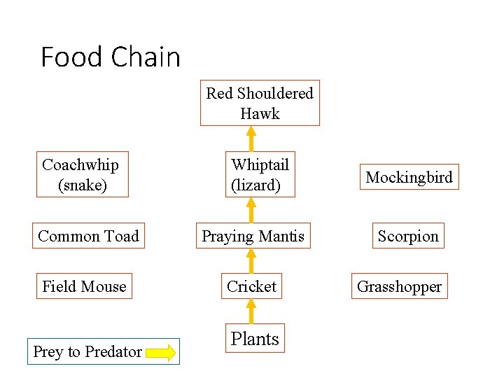 Food Chain Red Shouldered Hawk Coachwhip (snake) Whiptail (lizard) Common Toad Praying Mantis Field
