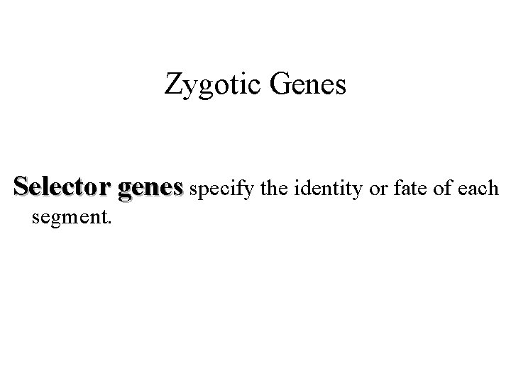 Zygotic Genes Selector genes specify the identity or fate of each segment. 