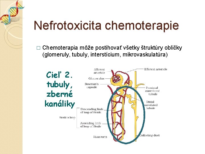 Nefrotoxicita chemoterapie Chemoterapia môže postihovať všetky štruktúry obličky (glomeruly, tubuly, interstícium, mikrovaskulatúra) � Cieľ