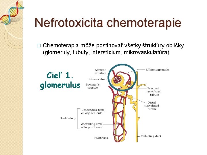 Nefrotoxicita chemoterapie Chemoterapia môže postihovať všetky štruktúry obličky (glomeruly, tubuly, interstícium, mikrovaskulatúra) � Cieľ