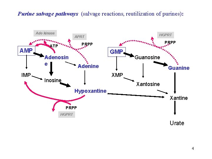 Purine salvage pathways (salvage reactions, reutilization of purines): Ado kinase AMP PRPP ATP GMP