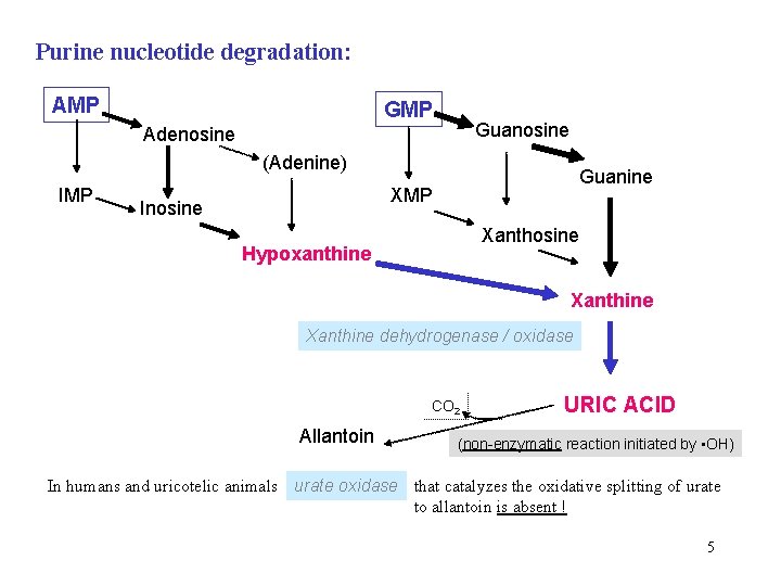 Purine nucleotide degradation: AMP Guanosine Adenosine (Adenine) IMP Guanine XMP Inosine Xanthosine Hypoxanthine Xanthine