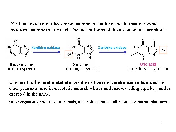 Xanthine oxidase oxidizes hypoxanthine to xanthine and this same enzyme oxidizes xanthine to uric