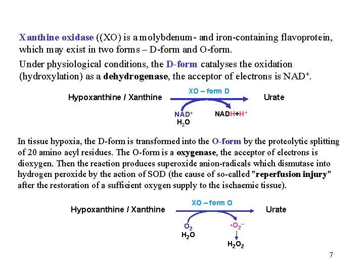 Xanthine oxidase ((XO) is a molybdenum- and iron-containing flavoprotein, which may exist in two
