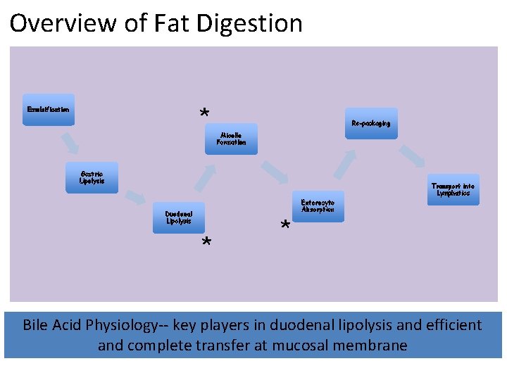 Overview of Fat Digestion * Emulsification Re-packaging Micelle Formation Gastric Lipolysis Transport into Lymphatics