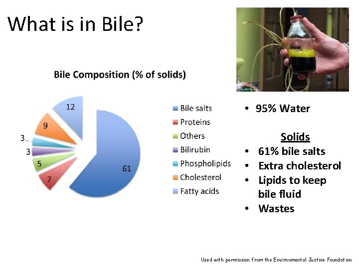 What is in Bile? • 95% Water • • Solids 61% bile salts Extra