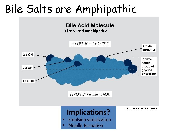 Bile Salts are Amphipathic Planar and amphipathic Implications? • Emulsion stabilization • Micelle formation