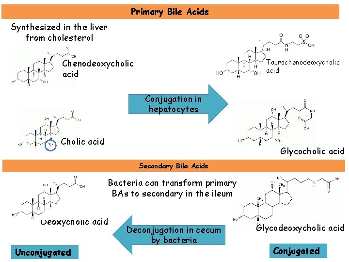 Primary Bile Acids Synthesized in the liver from cholesterol Chenodeoxycholic acid Taurochenodeoxycholic acid Conjugation