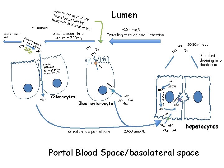De c col onju g oni c b ation act S eri by CB
