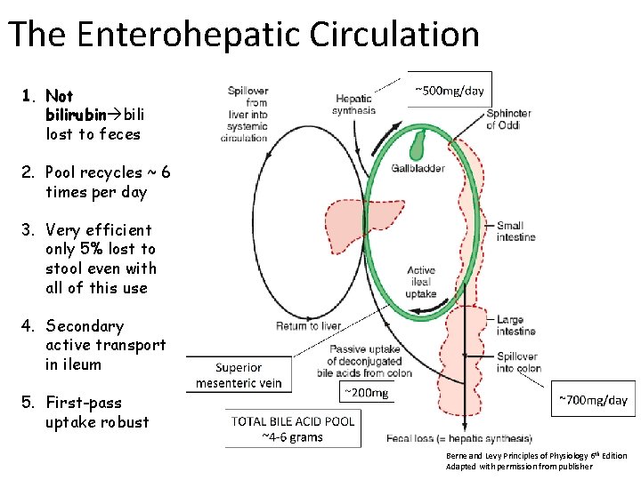 The Enterohepatic Circulation 1. Not bilirubin bili lost to feces 2. Pool recycles ~