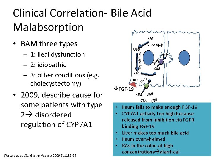 Clinical Correlation- Bile Acid Malabsorption • BAM three types – 1: ileal dysfunction –