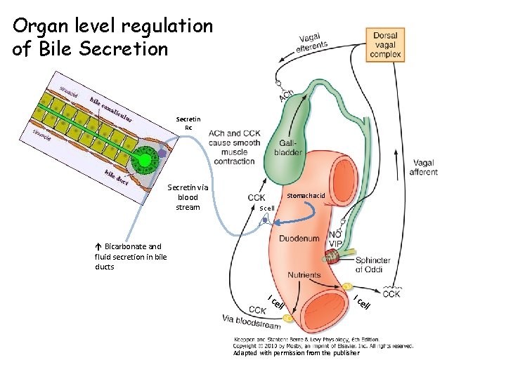 Organ level regulation of Bile Secretion Secretin Rc Secretin via blood stream Stomach acid