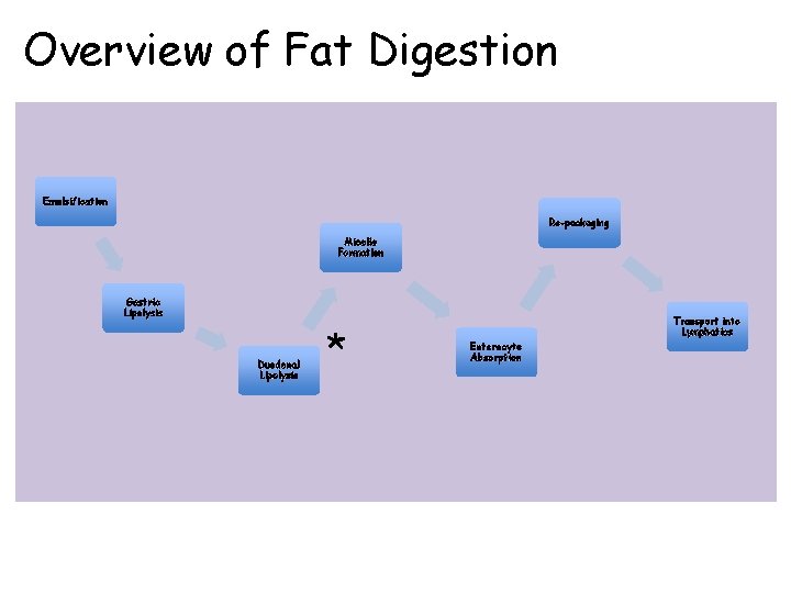 Overview of Fat Digestion Emulsification Re-packaging Micelle Formation Gastric Lipolysis Duodenal Lipolysis * Transport