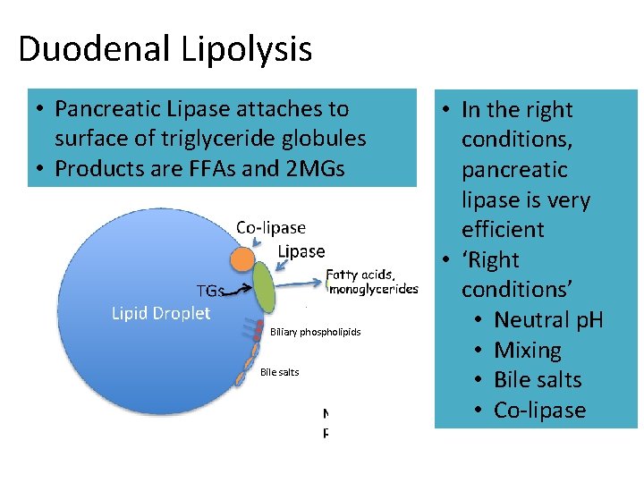 Duodenal Lipolysis • Pancreatic Lipase attaches to surface of triglyceride globules • Products are