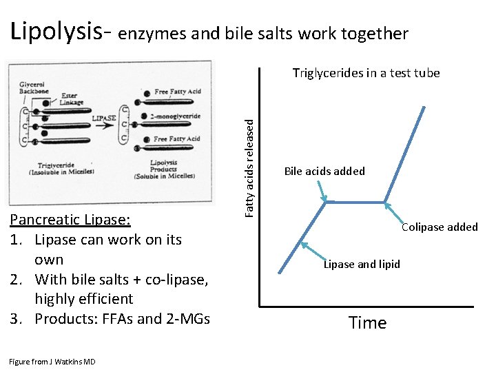 Lipolysis- enzymes and bile salts work together Pancreatic Lipase: 1. Lipase can work on
