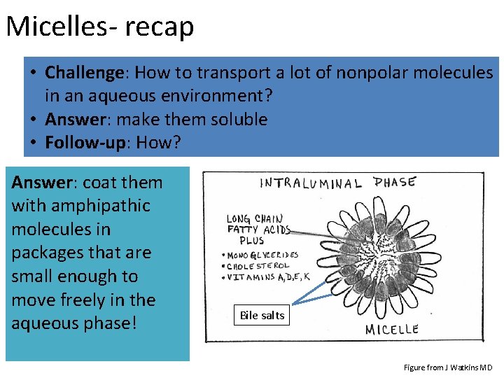 Micelles- recap • Challenge: How to transport a lot of nonpolar molecules in an