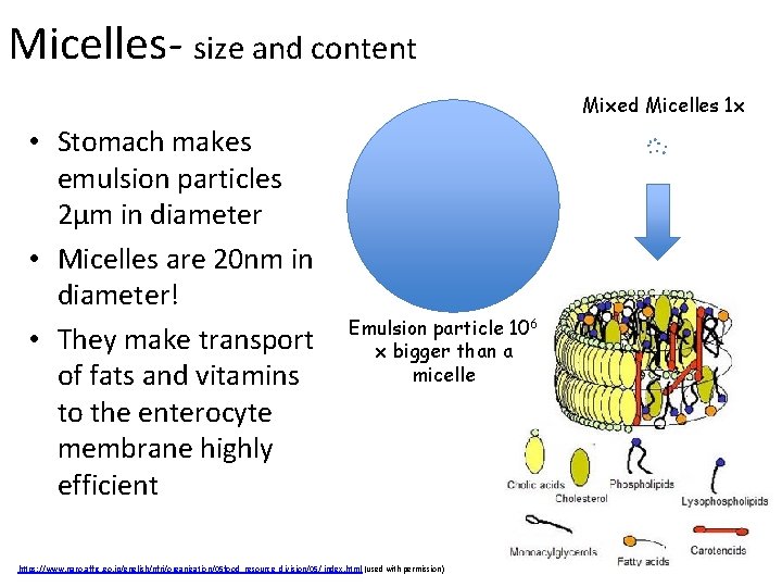 Micelles- size and content Mixed Micelles 1 x • Stomach makes emulsion particles 2μm
