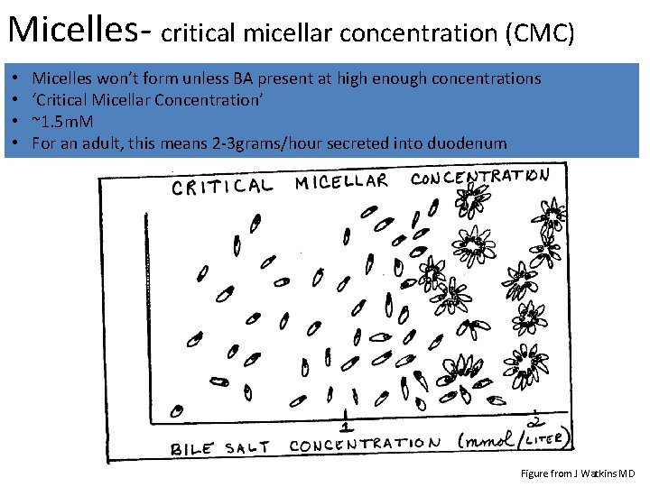 Micelles- critical micellar concentration (CMC) • • Micelles won’t form unless BA present at
