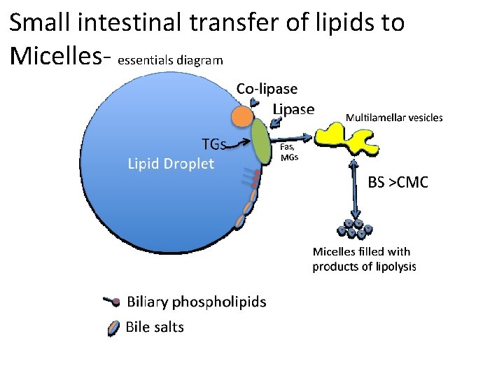 Small intestinal transfer of lipids to Micelles- essentials diagram 