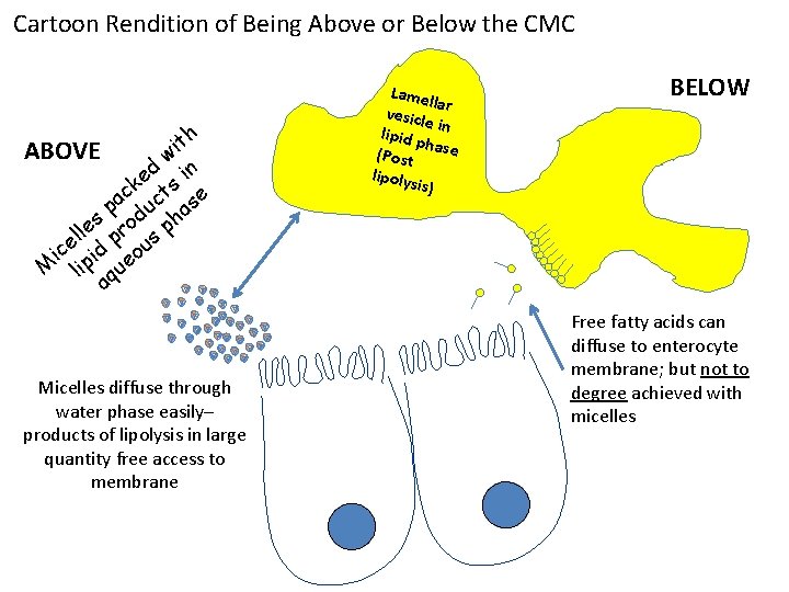 Cartoon Rendition of Being Above or Below the CMC h t i ABOVE w
