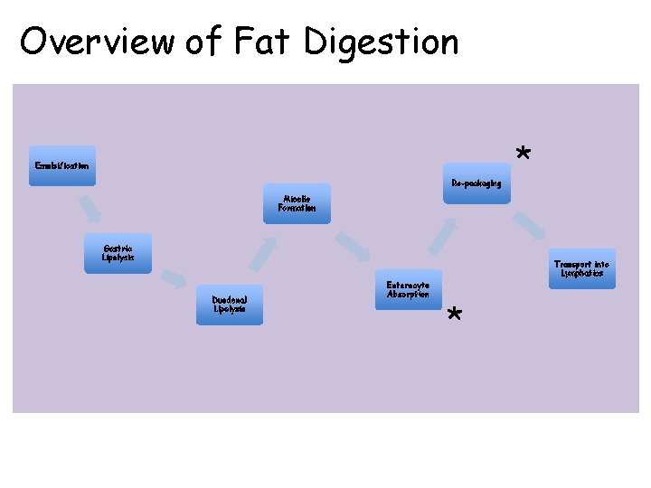 Overview of Fat Digestion Emulsification Re-packaging * Micelle Formation Gastric Lipolysis Transport into Lymphatics