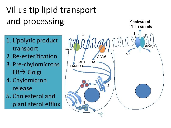 Villus tip lipid transport and processing 1. Lipolytic product transport 2. Re-esterification 3. Pre-chylomicrons