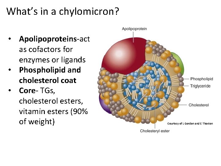 What’s in a chylomicron? • Apolipoproteins-act as cofactors for enzymes or ligands • Phospholipid