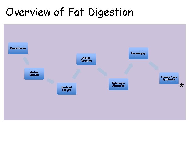 Overview of Fat Digestion Emulsification Re-packaging Micelle Formation Gastric Lipolysis Transport into Lymphatics Duodenal