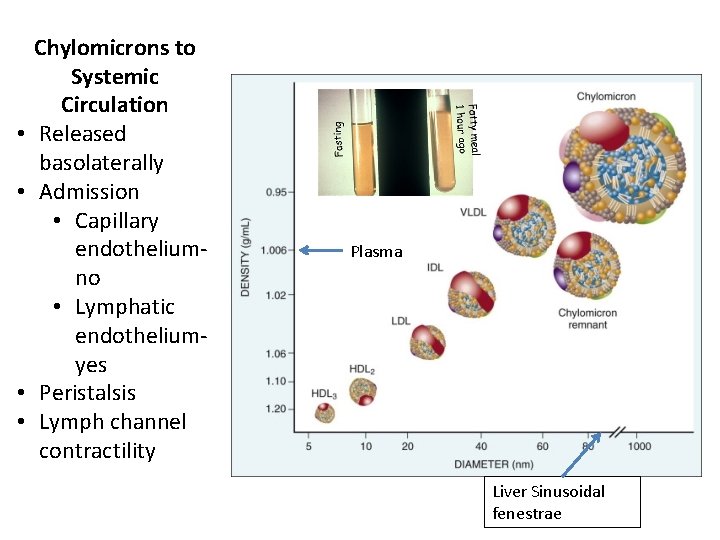  • • Chylomicrons to Systemic Circulation Released basolaterally Admission • Capillary endothelium- no