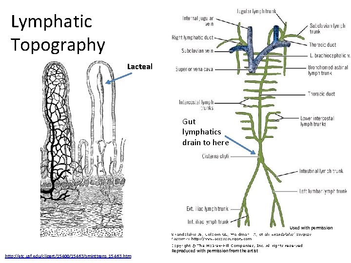 Lymphatic Topography Lacteal Gut lymphatics drain to here Used with permission http: //etc. usf.