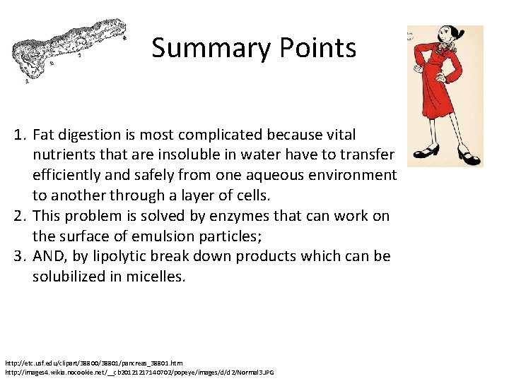 Summary Points 1. Fat digestion is most complicated because vital nutrients that are insoluble