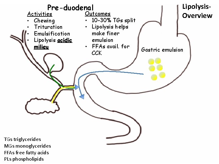 Pre-duodenal Activities • Chewing • Trituration • Emulsification • Lipolysis acidic milieu TGs triglycerides