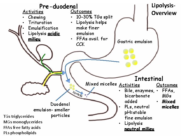 Pre-duodenal Activities • Chewing • Trituration • Emulsification • Lipolysis acidic milieu Outcomes •