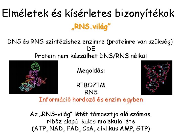 Elméletek és kísérletes bizonyítékok „RNS. világ” DNS és RNS szintézishez enzimre (proteinre van szükség)