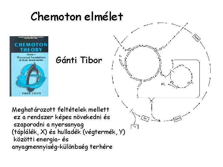 Chemoton elmélet Gánti Tibor Meghatározott feltételek mellett ez a rendszer képes növekedni és szaporodni