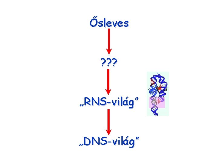 Ősleves ? ? ? „RNS-világ” „DNS-világ” 