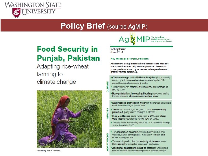 Policy Brief (source Ag. MIP) 