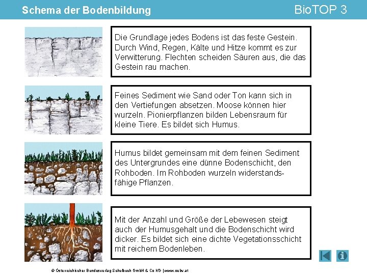 Schema der Bodenbildung Bio. TOP 3 Die Grundlage jedes Bodens ist das feste Gestein.