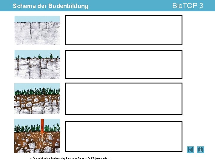 Schema der Bodenbildung © Österreichischer Bundesverlag Schulbuch Gmb. H & Co KG | www.