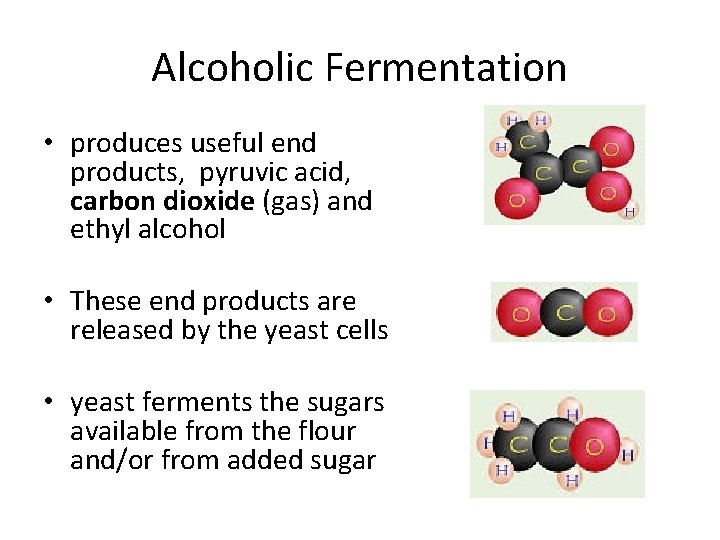 Alcoholic Fermentation • produces useful end products, pyruvic acid, carbon dioxide (gas) and ethyl