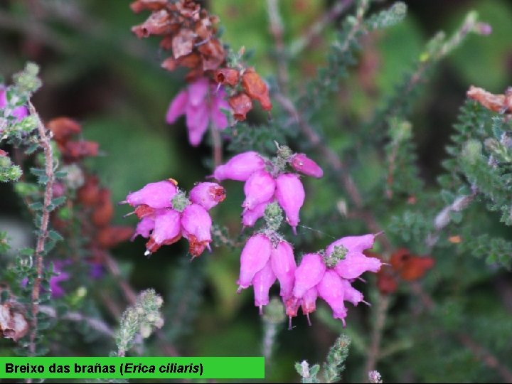 Breixo das brañas (Erica ciliaris) 
