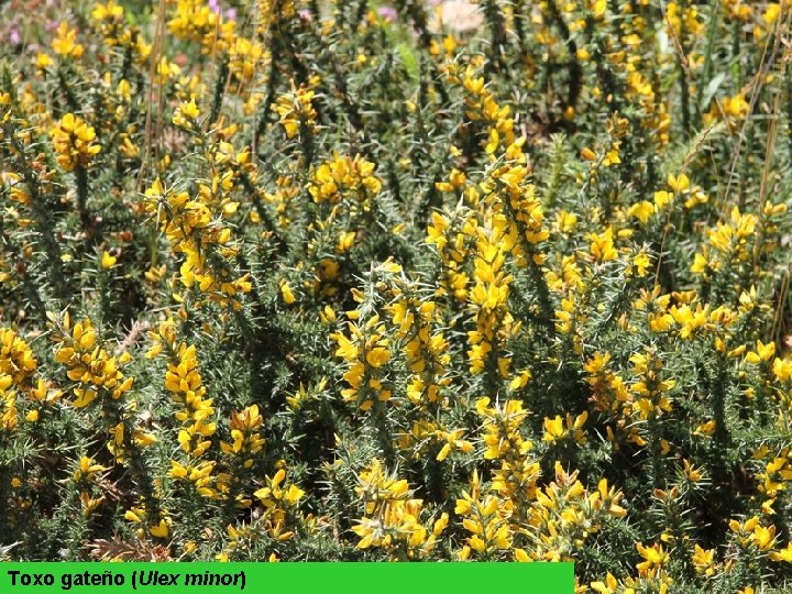 Toxo gateño (Ulex minor) 