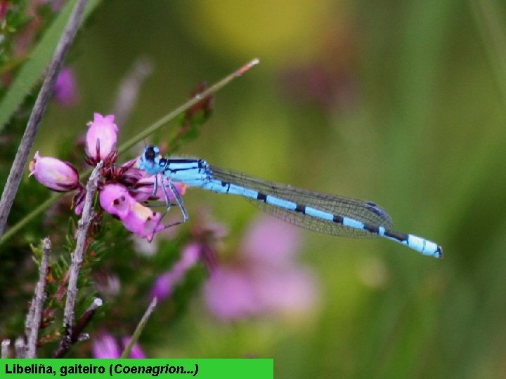 Libeliña, gaiteiro (Coenagrion. . . ) 