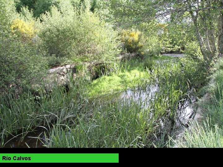 Río Calvos 