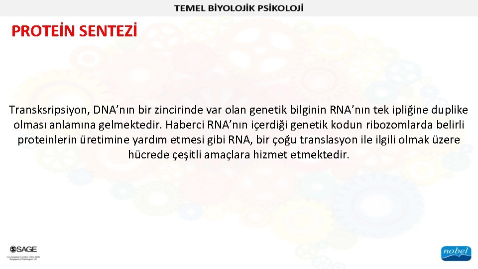 PROTEİN SENTEZİ Transksripsiyon, DNA’nın bir zincirinde var olan genetik bilginin RNA’nın tek ipliğine duplike