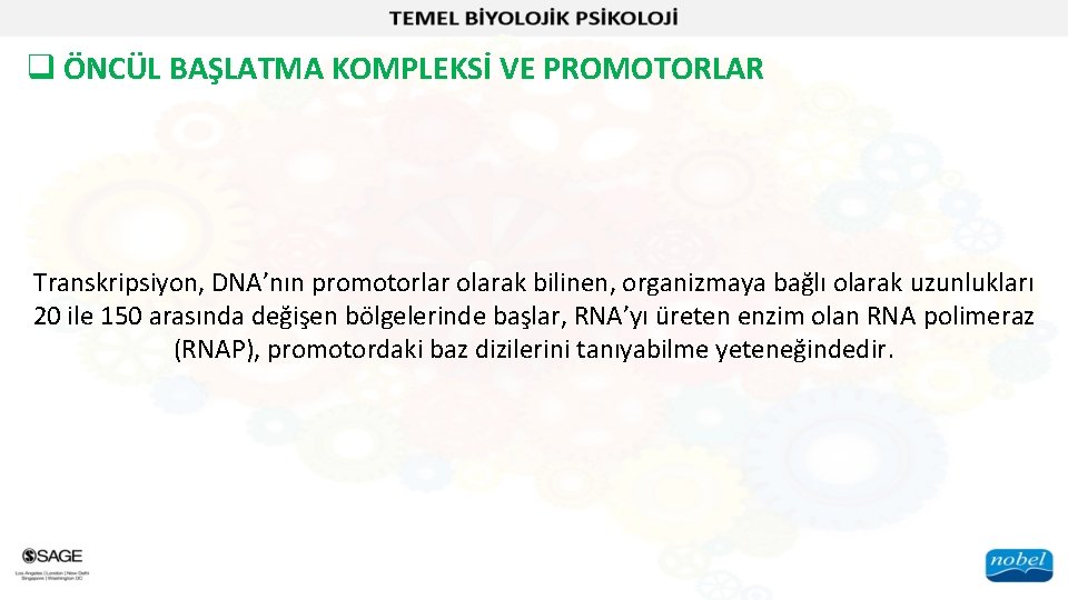 q ÖNCÜL BAŞLATMA KOMPLEKSİ VE PROMOTORLAR Transkripsiyon, DNA’nın promotorlar olarak bilinen, organizmaya bağlı olarak